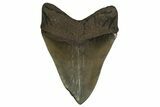 Fossil Megalodon Tooth - Georgia #338619-2
